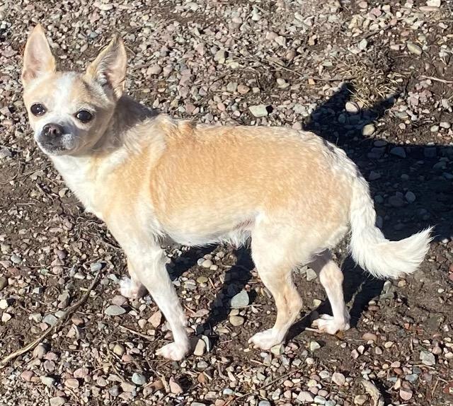 Enlarge Ivory, an adopted Chihuahua in Polson, MT image 3/3
