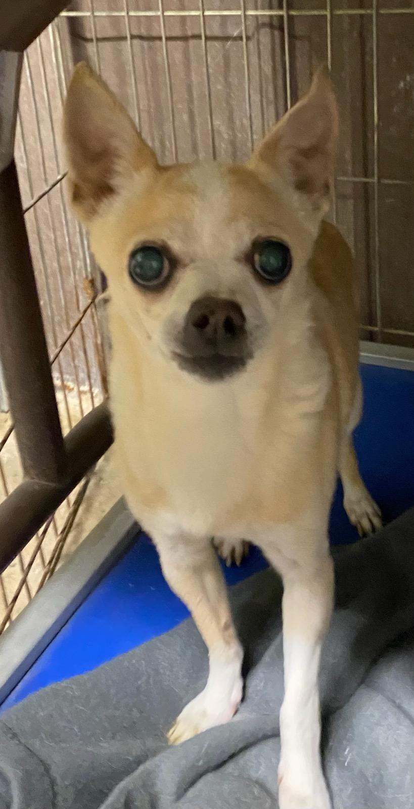 Enlarge Ivory, an adopted Chihuahua in Polson, MT image 2/3