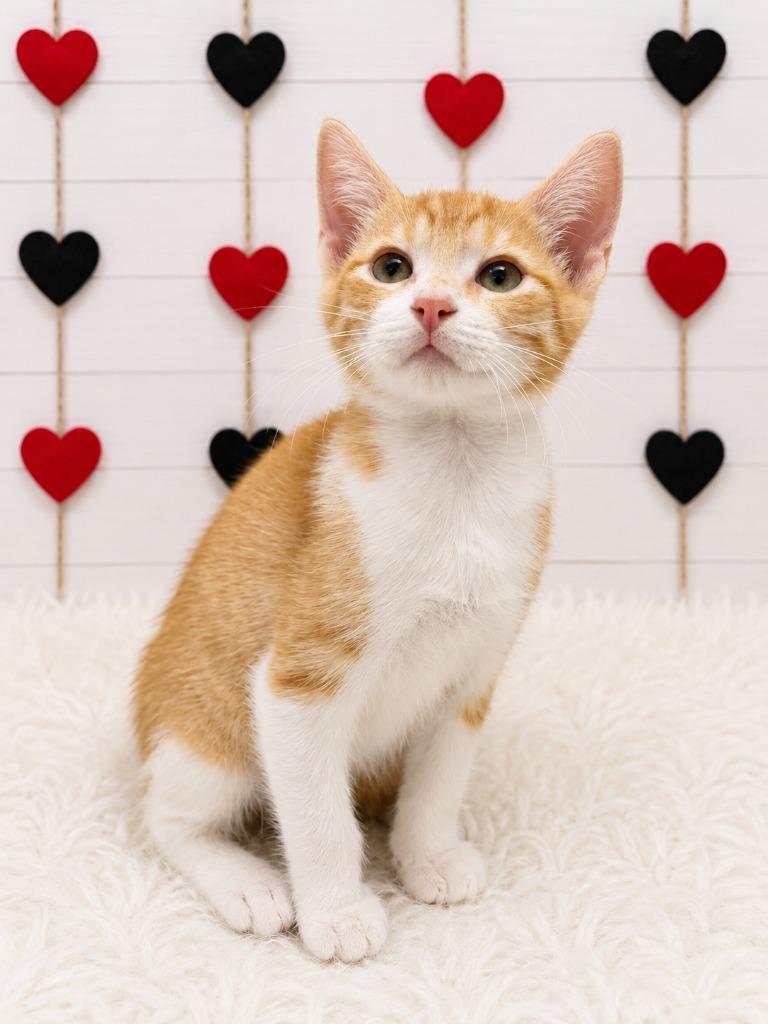Rover, Adoptable, Kitten Male Domestic Short Hair.