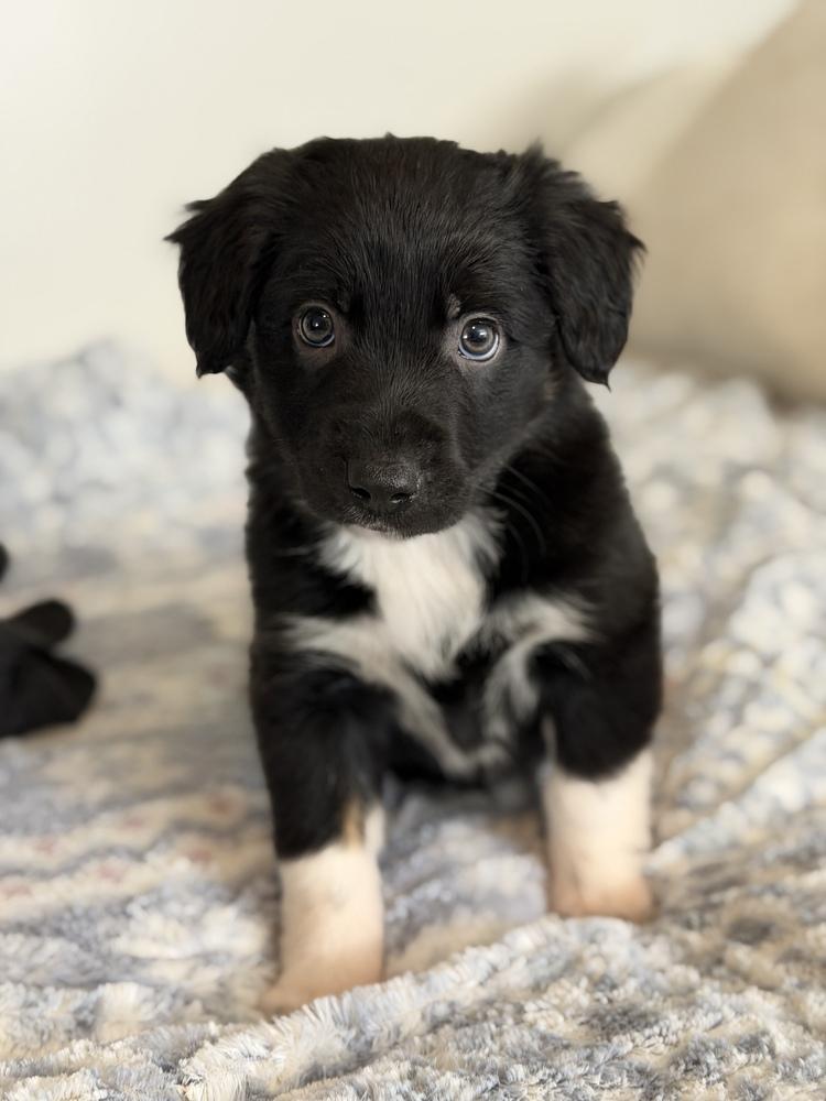 Magenta, Adoptable, Puppy Female Border Collie & Shepherd.