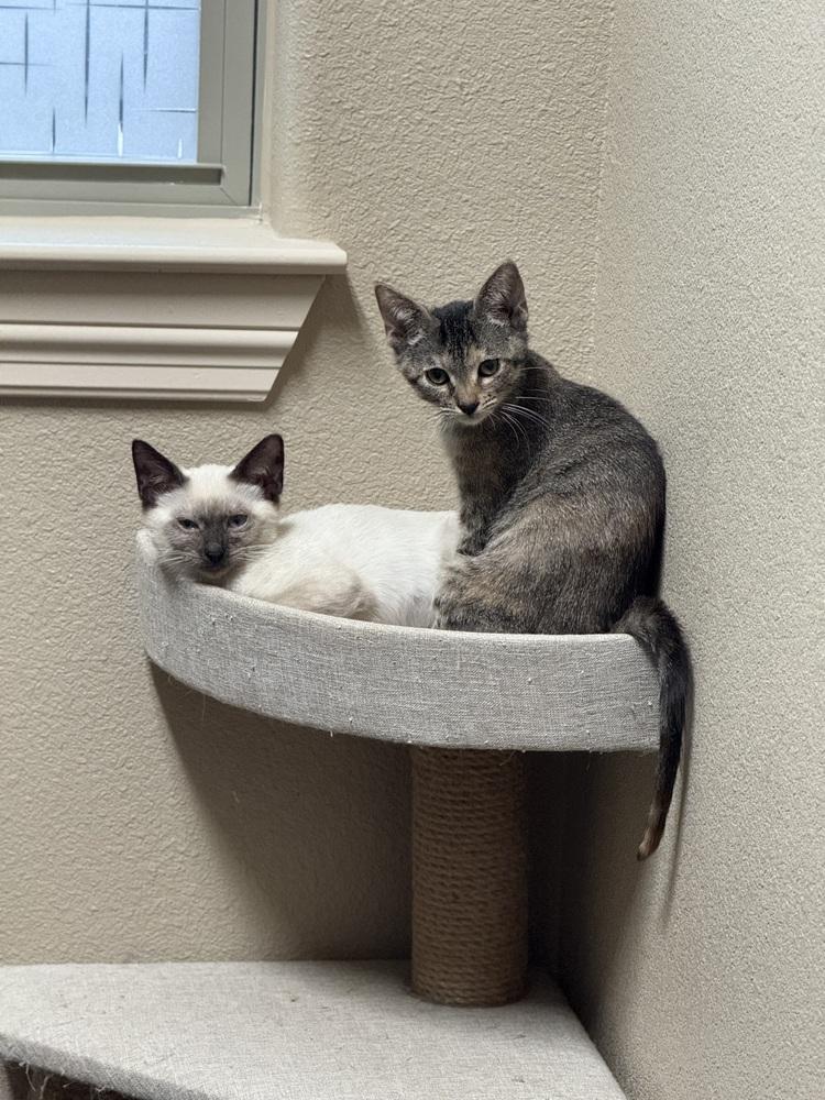 Kaida 2, Adoptable, Kitten Male Siamese.