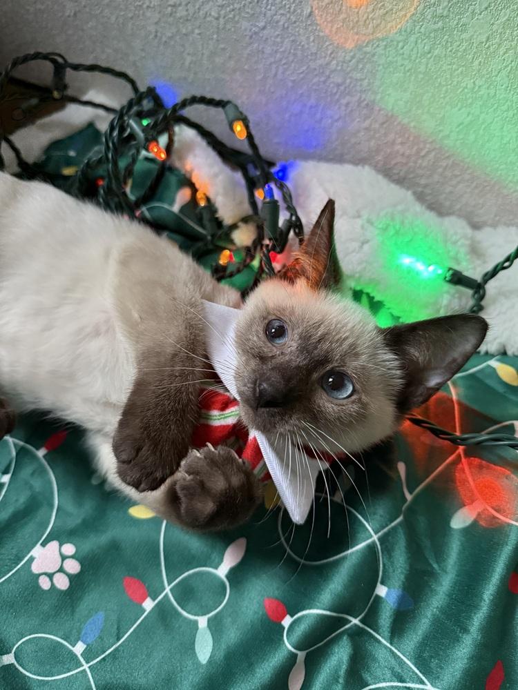 Enlarge Kaida 2, a Adoptable mixed breed in Austin, TX image 2/6