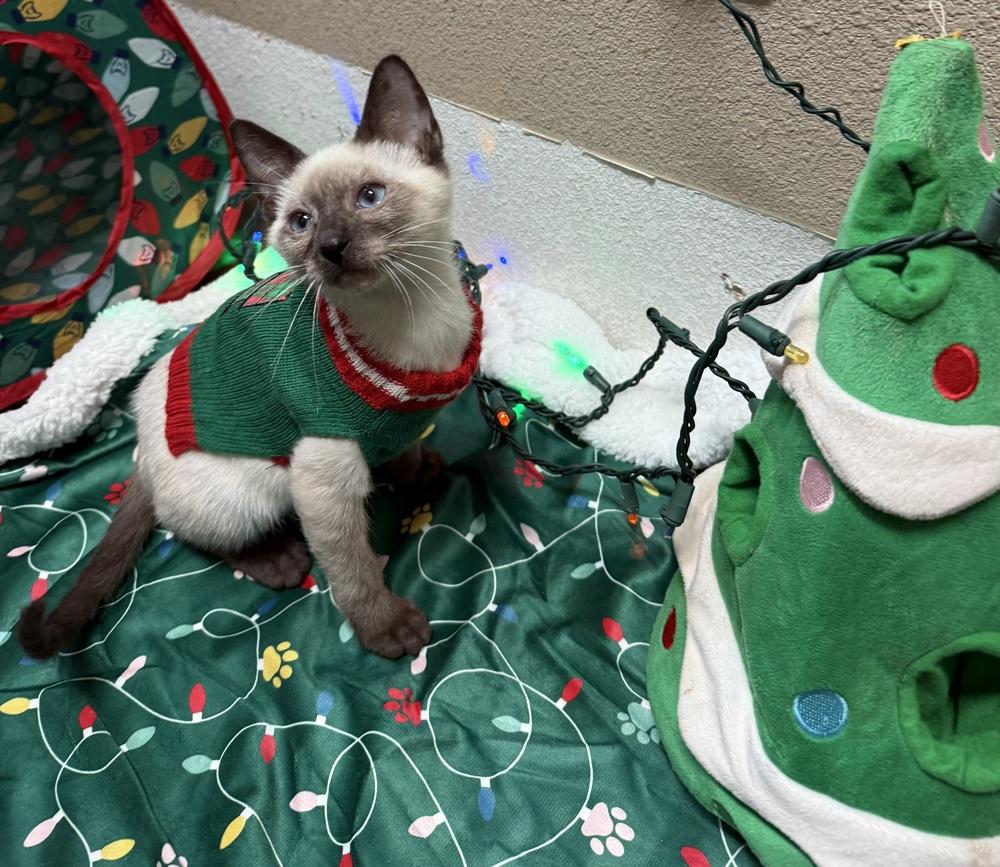 Enlarge Kaida 2, a Adoptable mixed breed in Austin, TX image 3/6