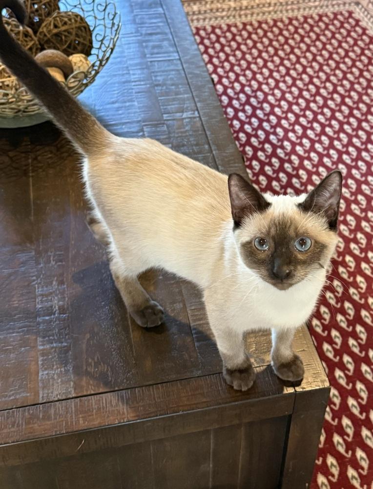 Enlarge Kaida 2, a Adoptable mixed breed in Austin, TX image 4/6