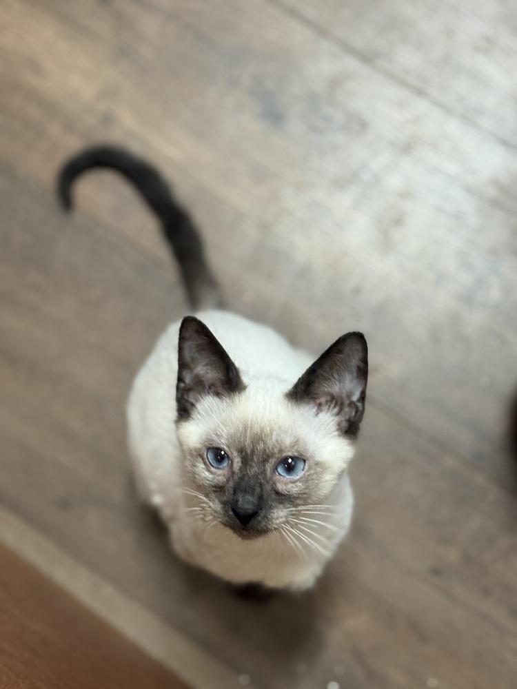 Enlarge Kaida 2, a Adoptable mixed breed in Austin, TX image 5/6