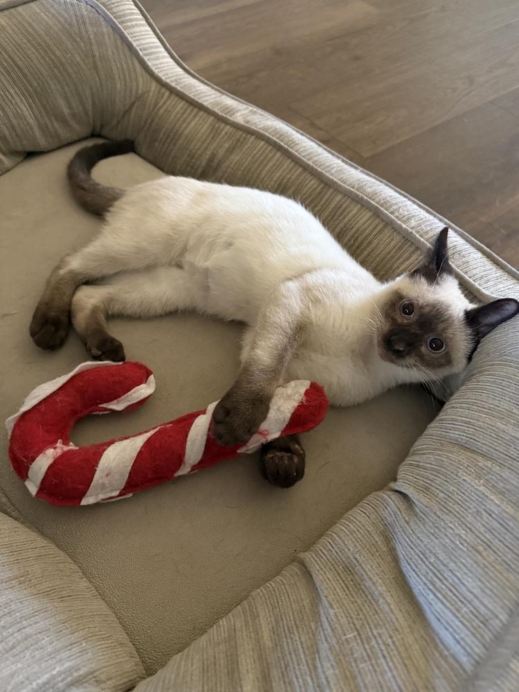 Enlarge Kaida 2, a Adoptable mixed breed in Austin, TX image 6/6