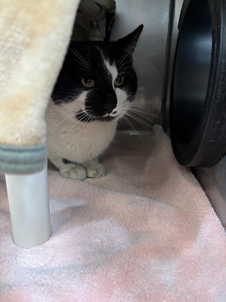 Hermes, Adoptable, Adult Male Domestic Short Hair.