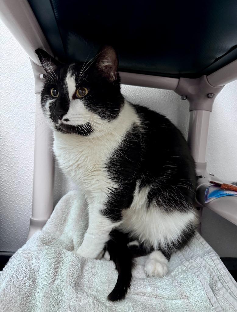 Hermes, a Adoptable mixed breed in Gillette, WY image 2/2