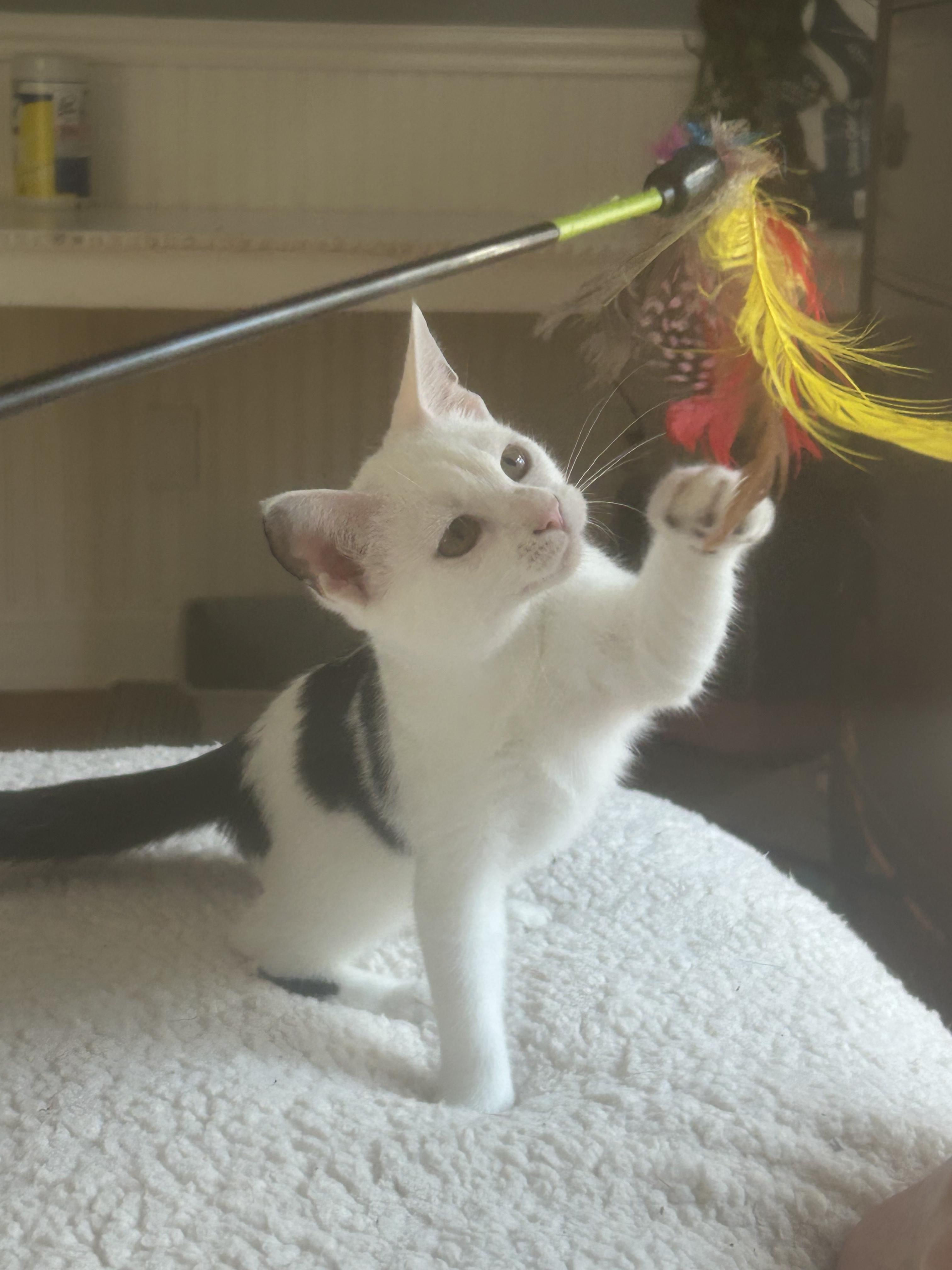 Enlarge Birdie, a Adoptable Domestic Short Hair in Mount Pleasant, SC image 2/2