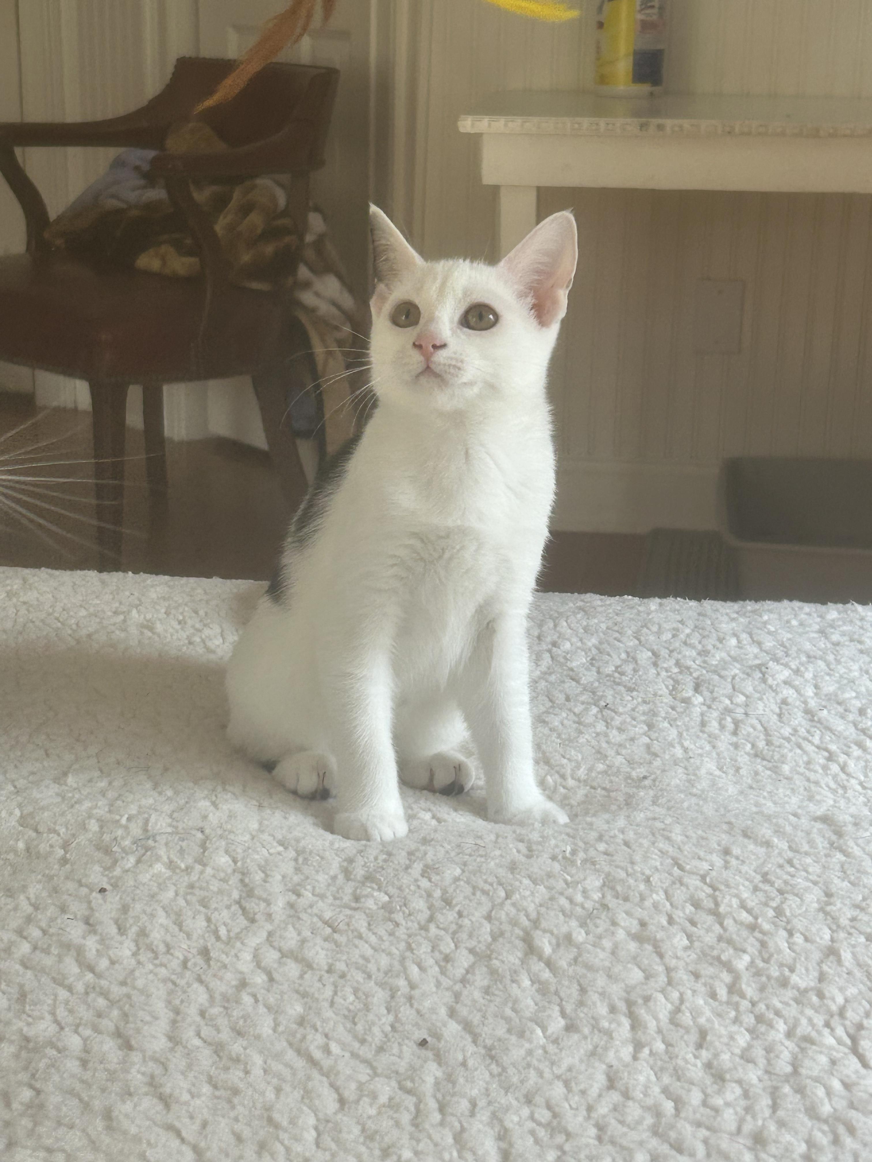 Birdie, Adoptable, Young Female Domestic Short Hair.