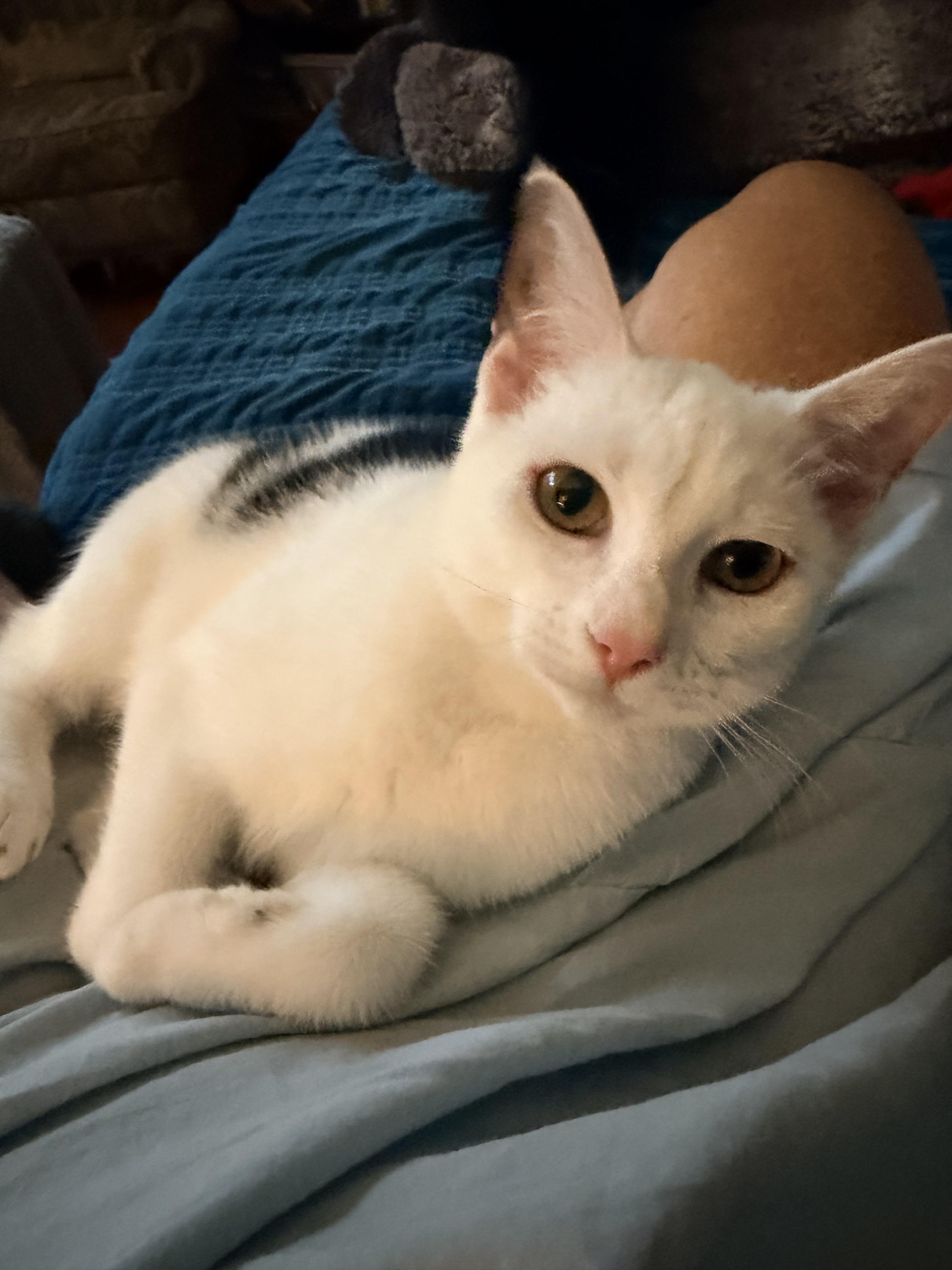 Enlarge Birdie, a Adoptable Domestic Short Hair in Mount Pleasant, SC image 4/4