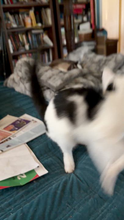 Enlarge Birdie, a Adoptable Domestic Short Hair in Mount Pleasant, SC video 3/4