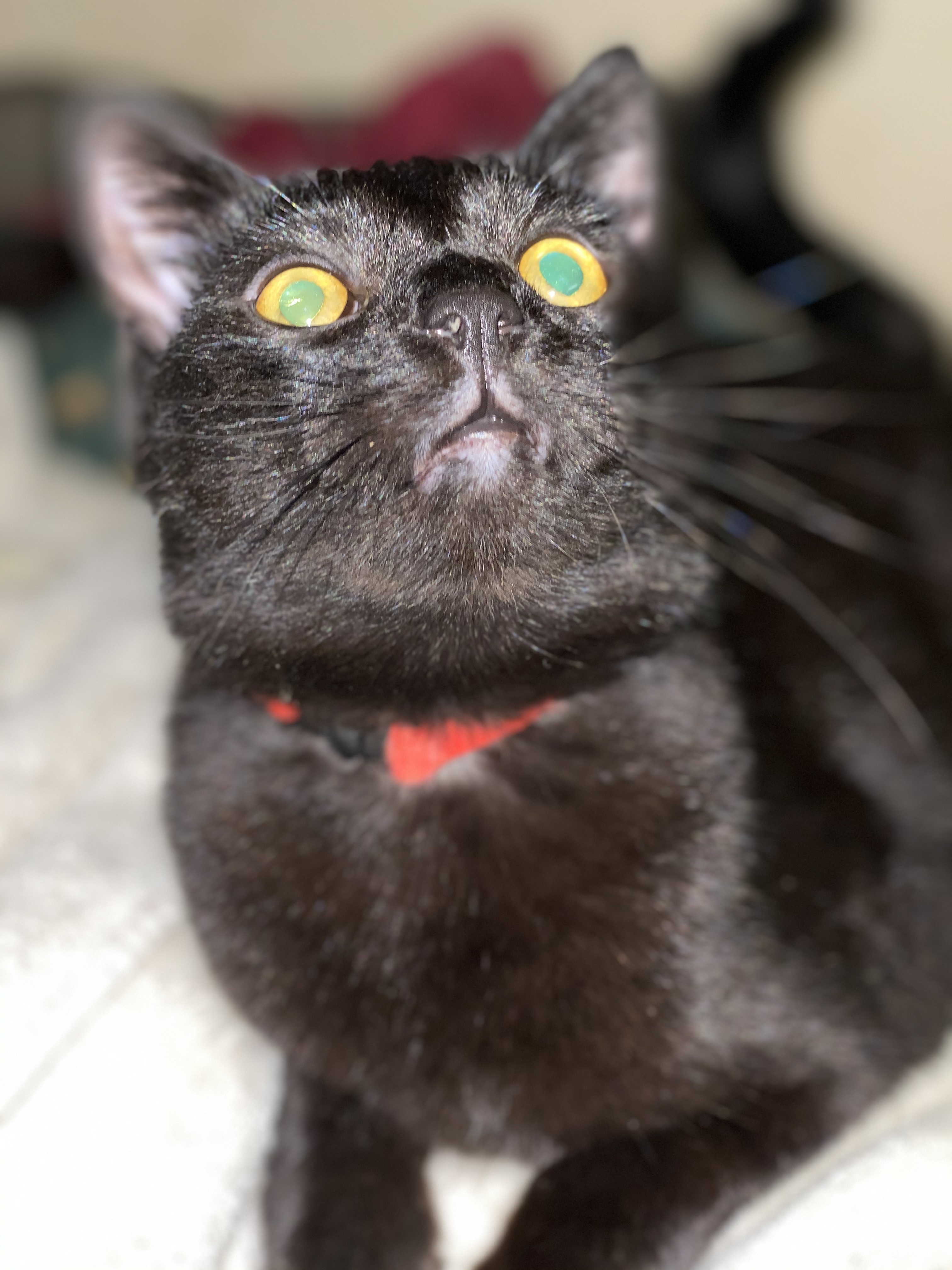 Cricket, Adoptable, Adult Female Domestic Short Hair.