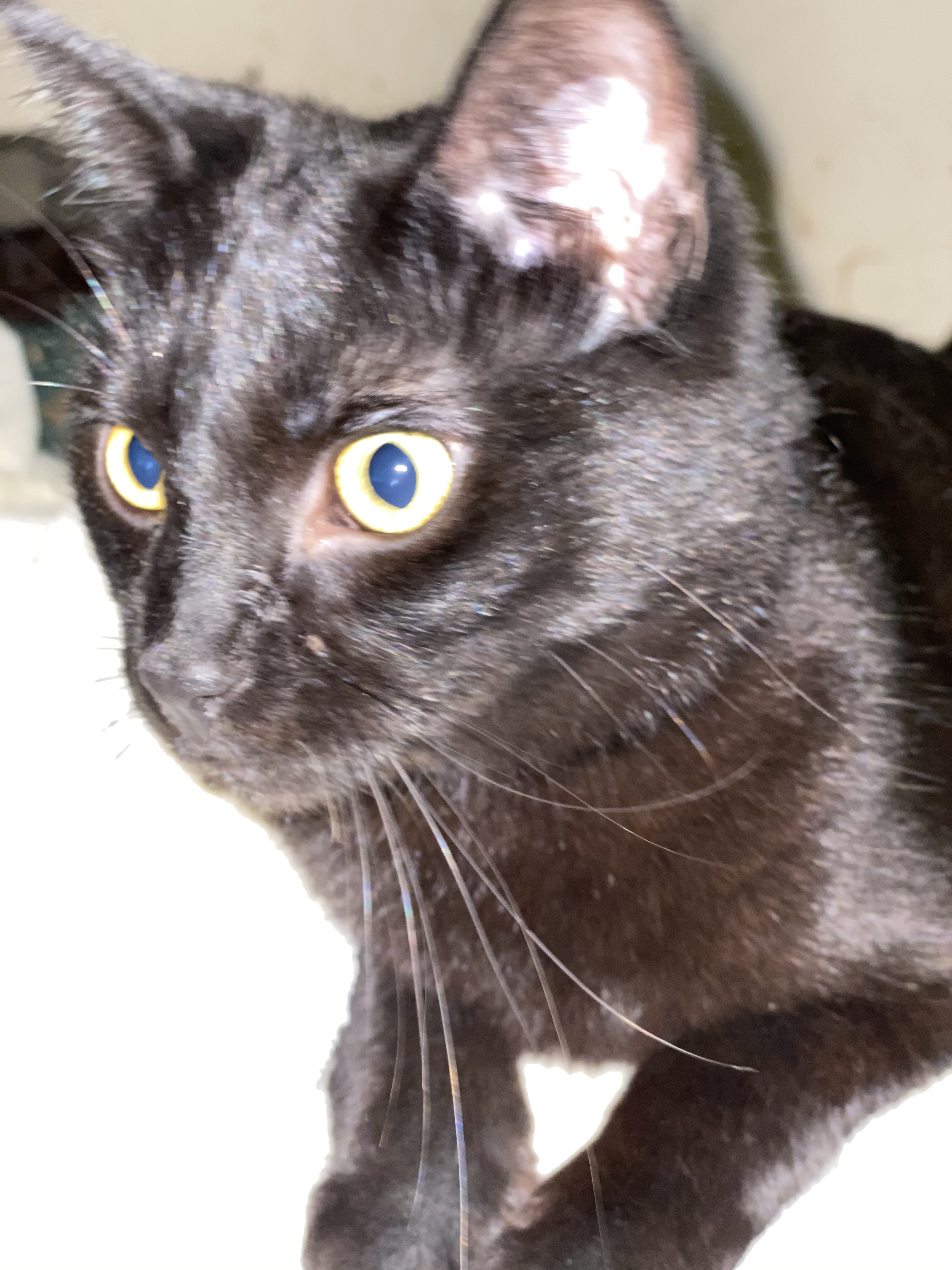 Cricket, a Adoptable mixed breed in Buchanan, TN image 2/8