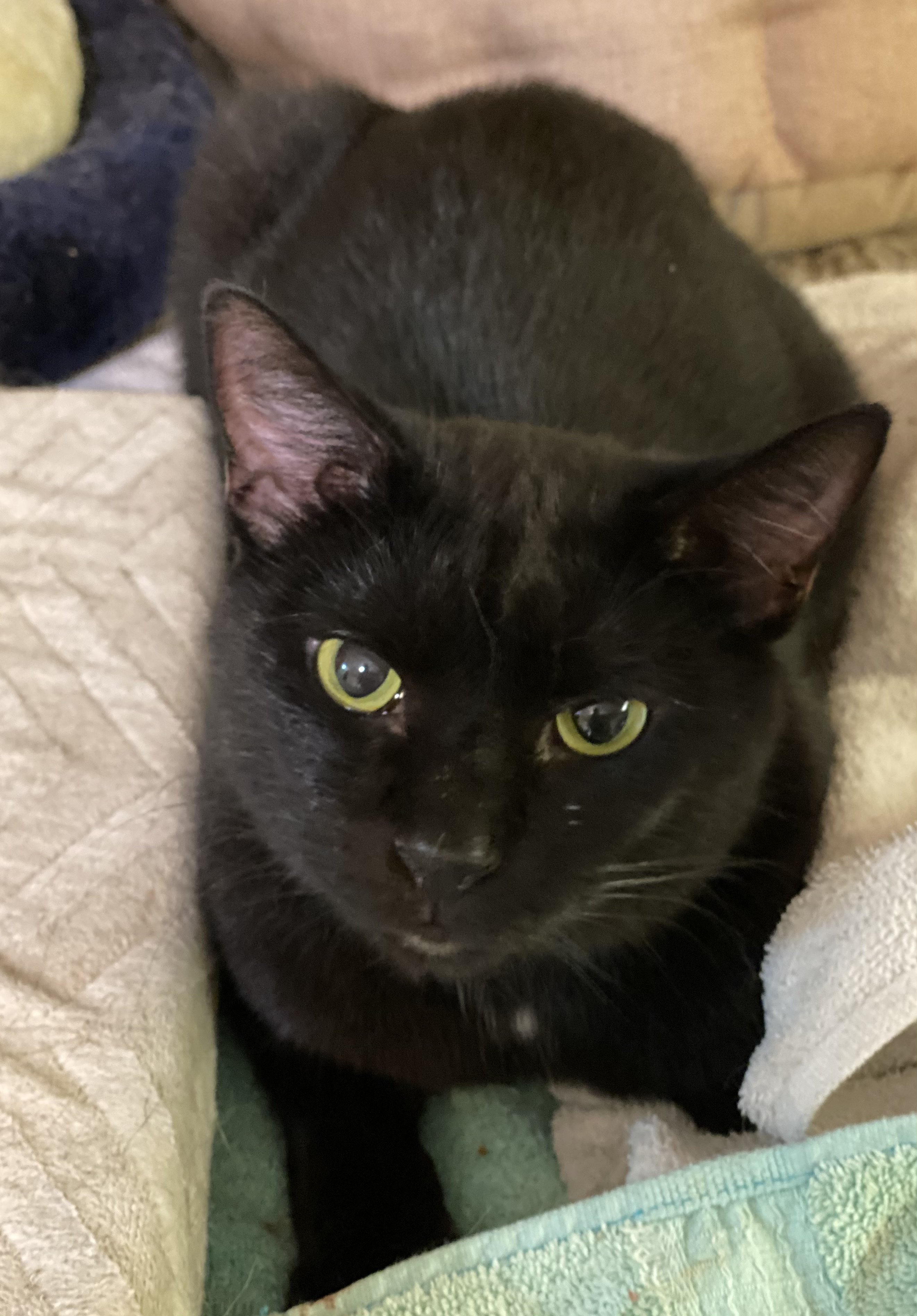 Cricket, a Adoptable mixed breed in Buchanan, TN image 3/8