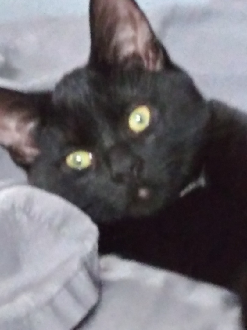 Cricket, a Adoptable mixed breed in Buchanan, TN image 4/8