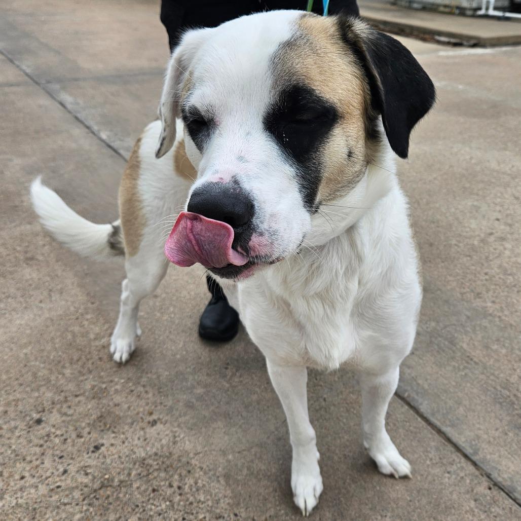 Shelly, Adoptable, Adult Female Saint Bernard & Mixed Breed.
