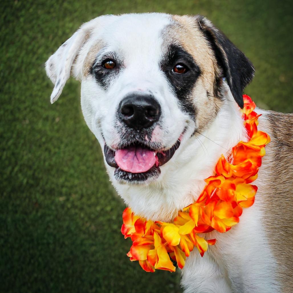 Shelly, a Adoptable mixed breed in Lake Jackson, TX image 2/2