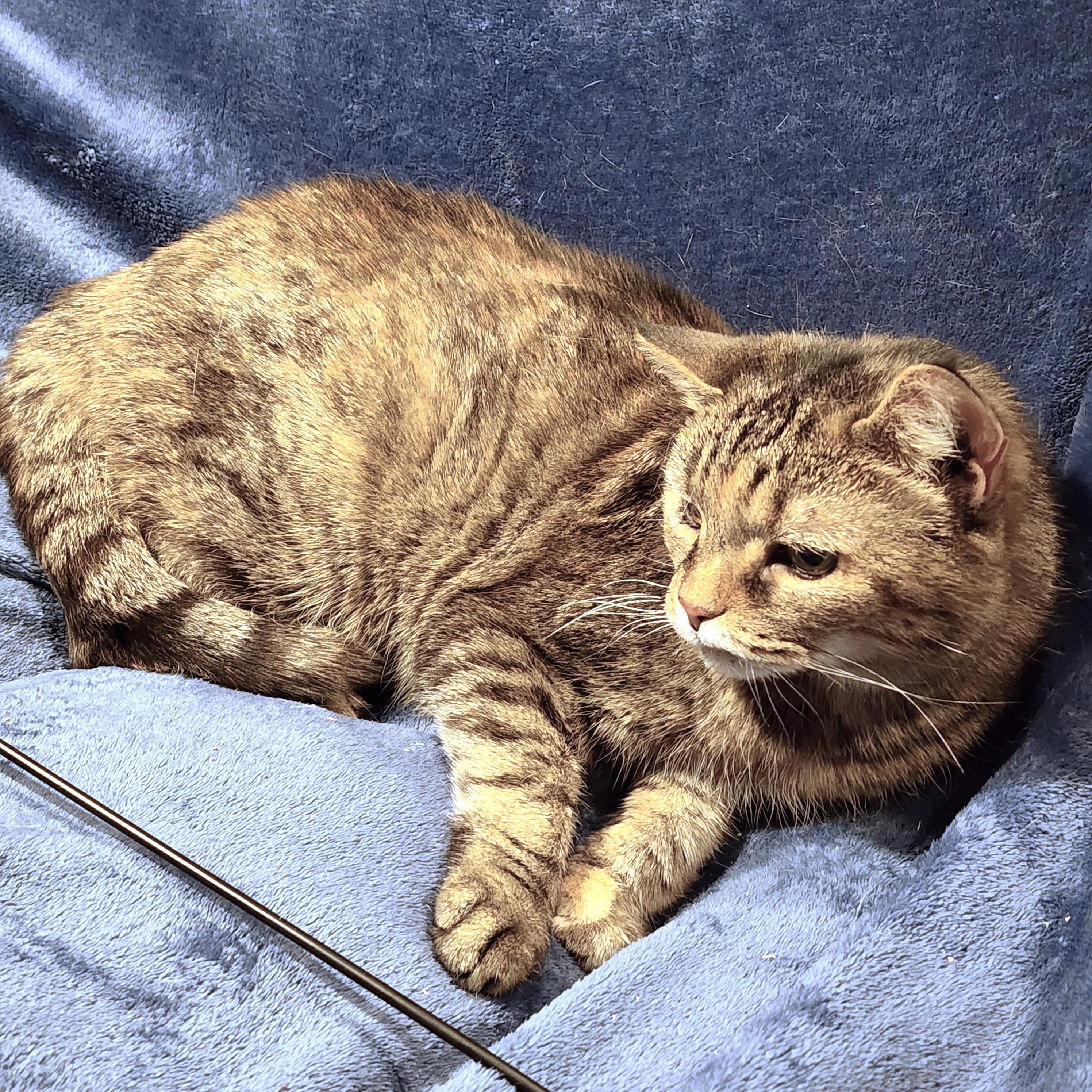 BEAUTIFUL BLANCHE - GOLDEN GIRL!, Adoptable, Senior Female Bengal & Abyssinian.