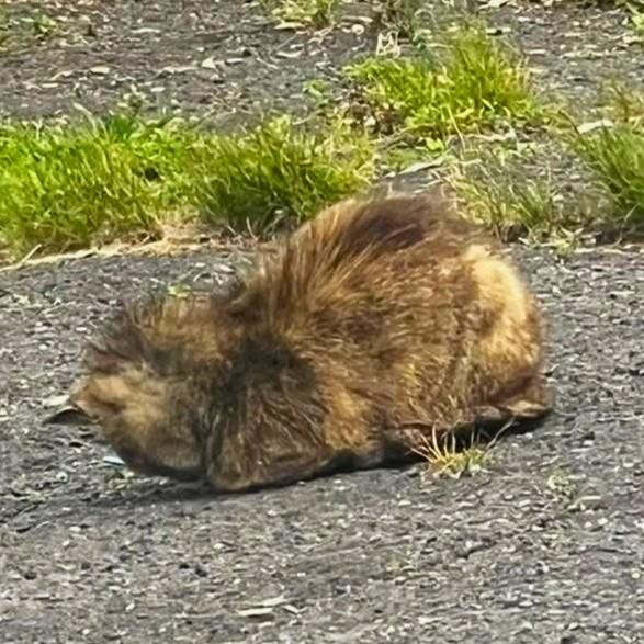 BEAUTIFUL BLANCHE - GOLDEN GIRL!, a Adoptable mixed breed in Danbury, CT image 2/6