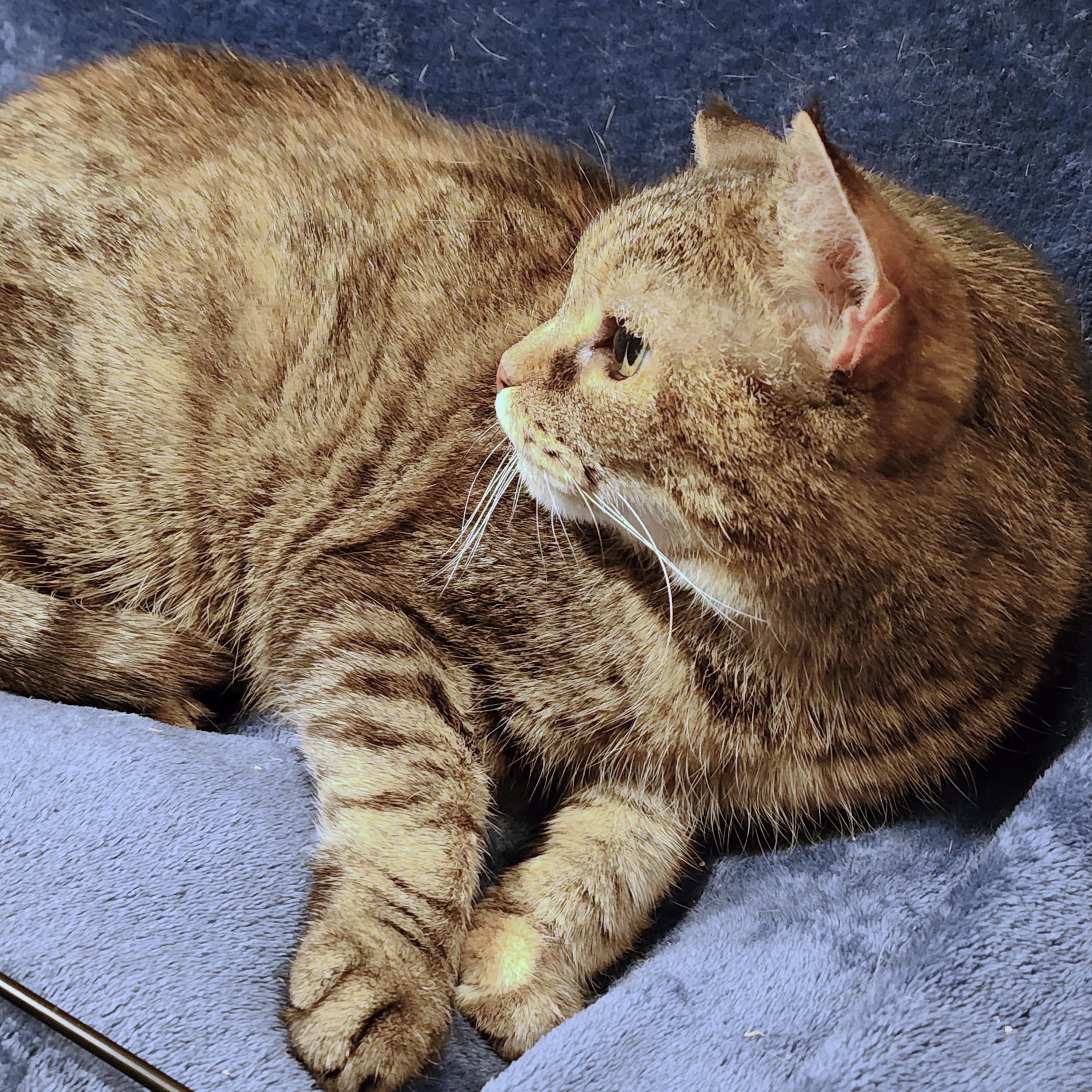 BEAUTIFUL BLANCHE - GOLDEN GIRL!, a Adoptable mixed breed in Danbury, CT image 5/6