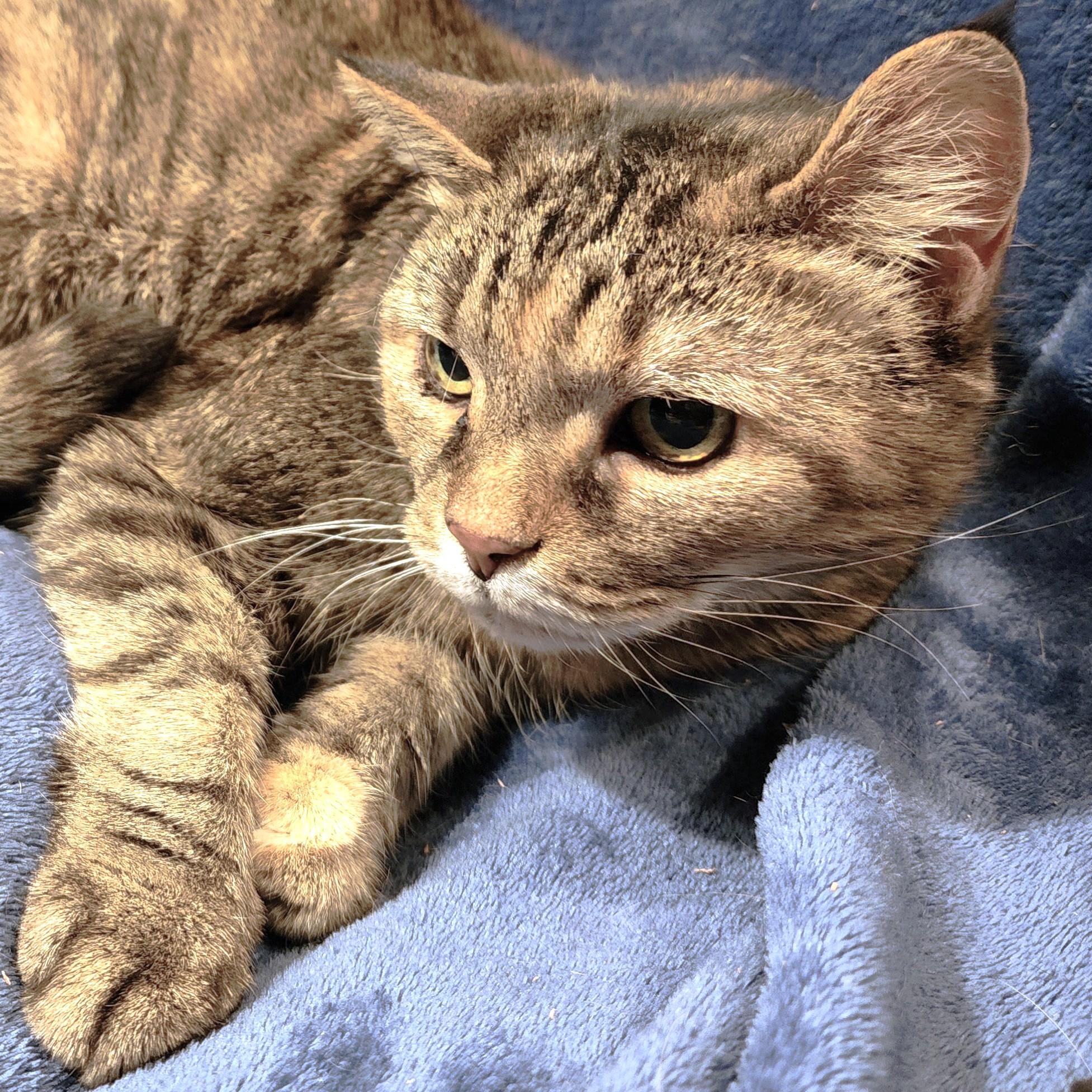 BEAUTIFUL BLANCHE - GOLDEN GIRL!, a Adoptable mixed breed in Danbury, CT image 6/6