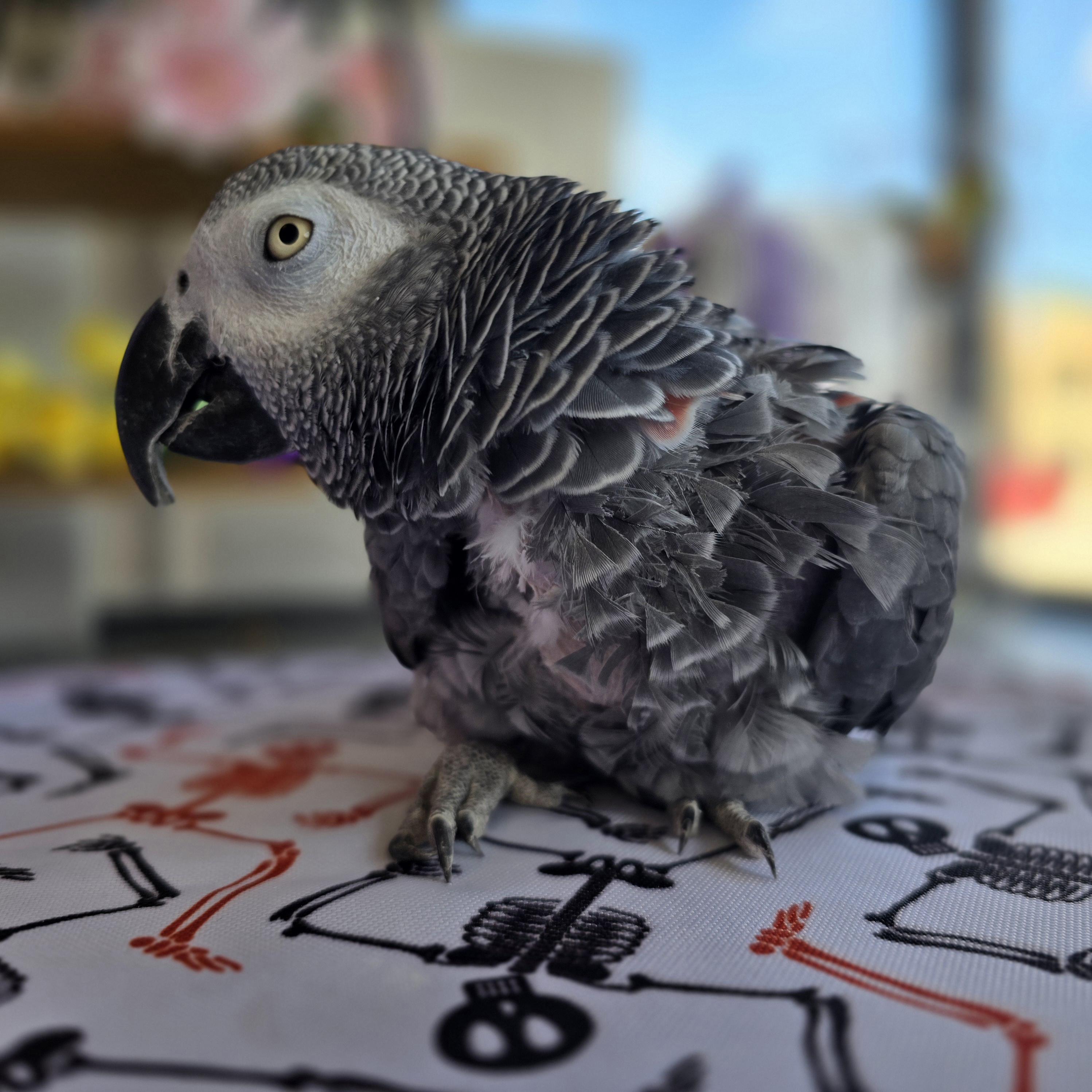 Enlarge Lacey, a Adoptable African Grey in Waukesha, WI image 4/4