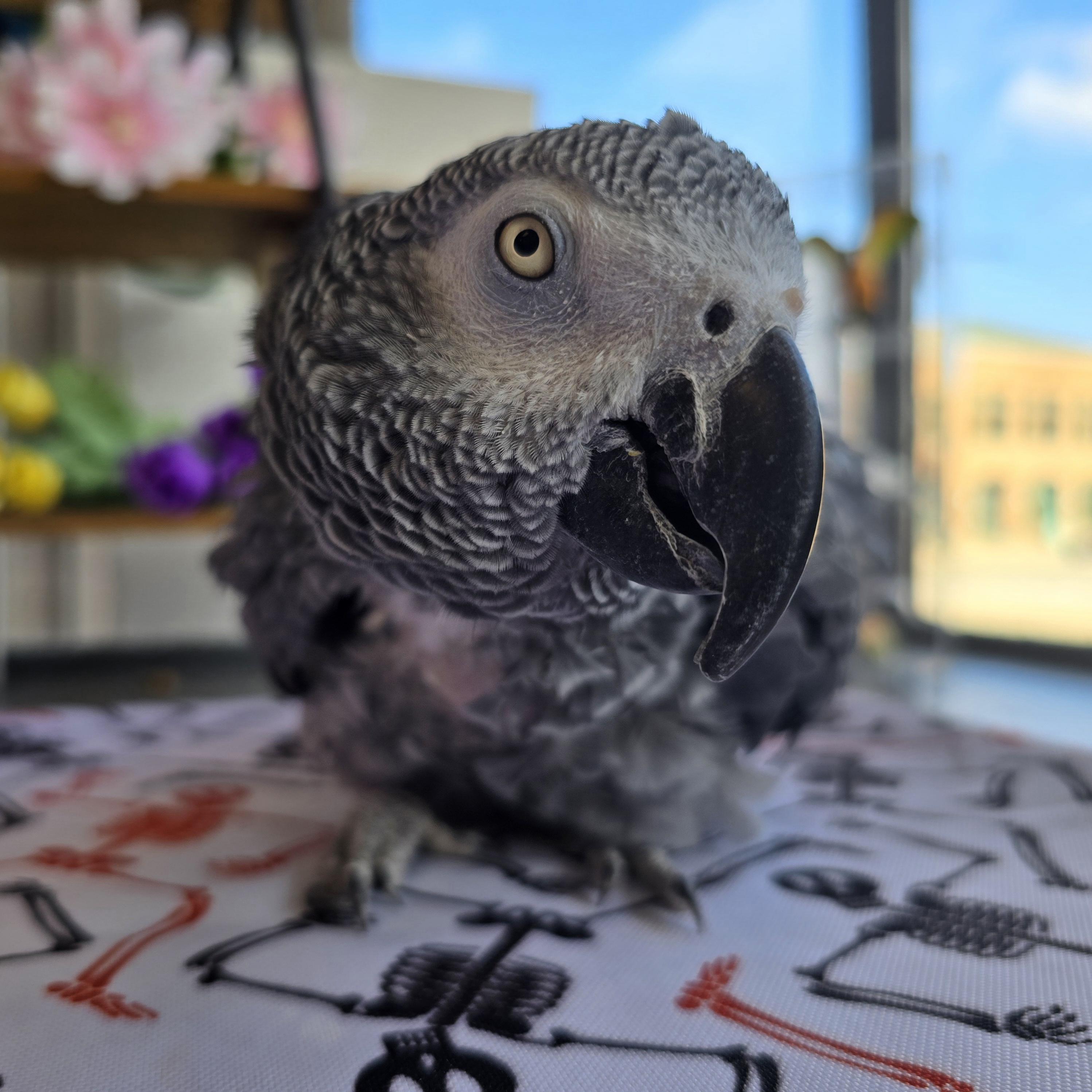 Enlarge Lacey, a Adoptable African Grey in Waukesha, WI image 1/4