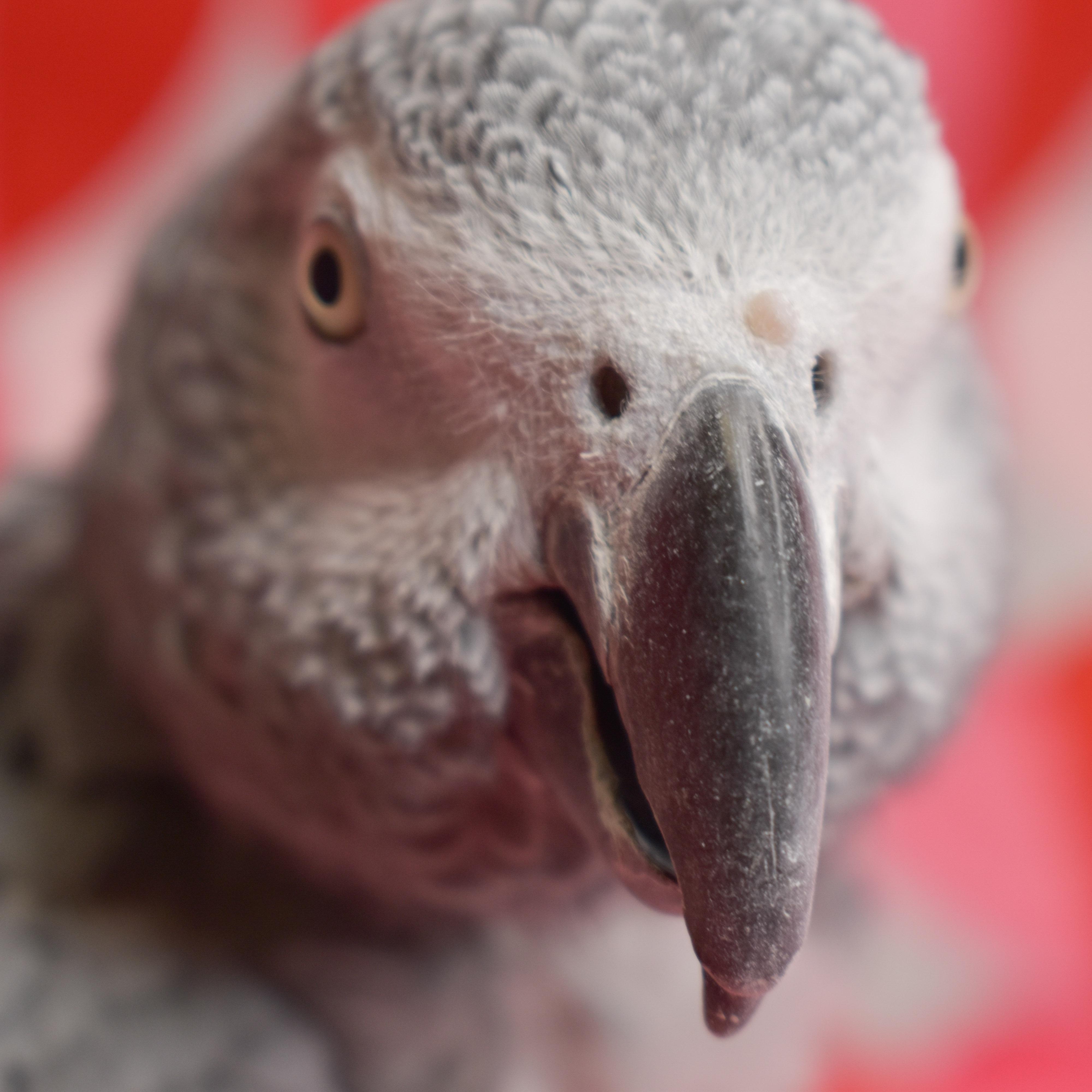 Enlarge Lacey, a Adoptable African Grey in Waukesha, WI image 2/6