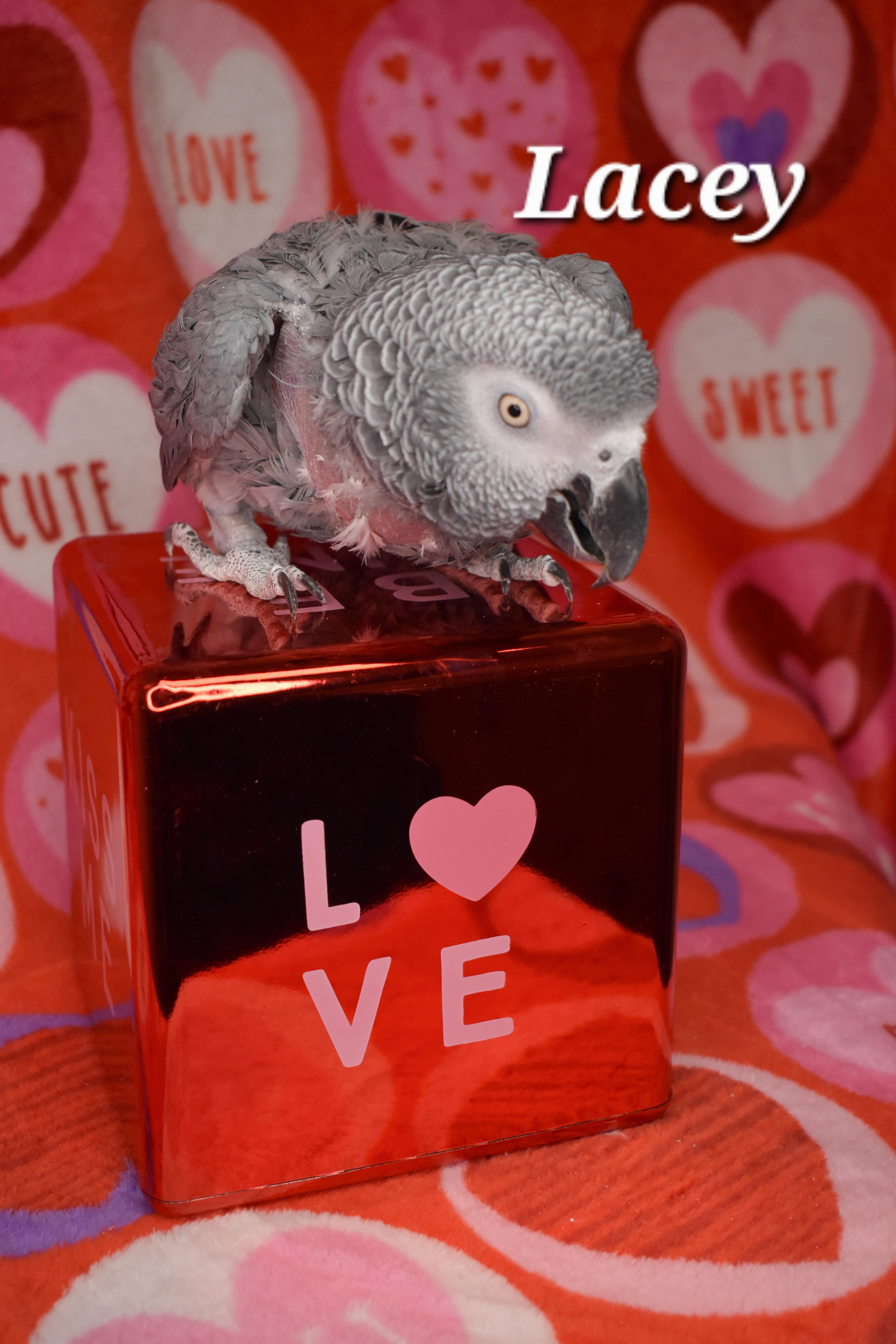 Enlarge Lacey, a Adoptable African Grey in Waukesha, WI image 3/4