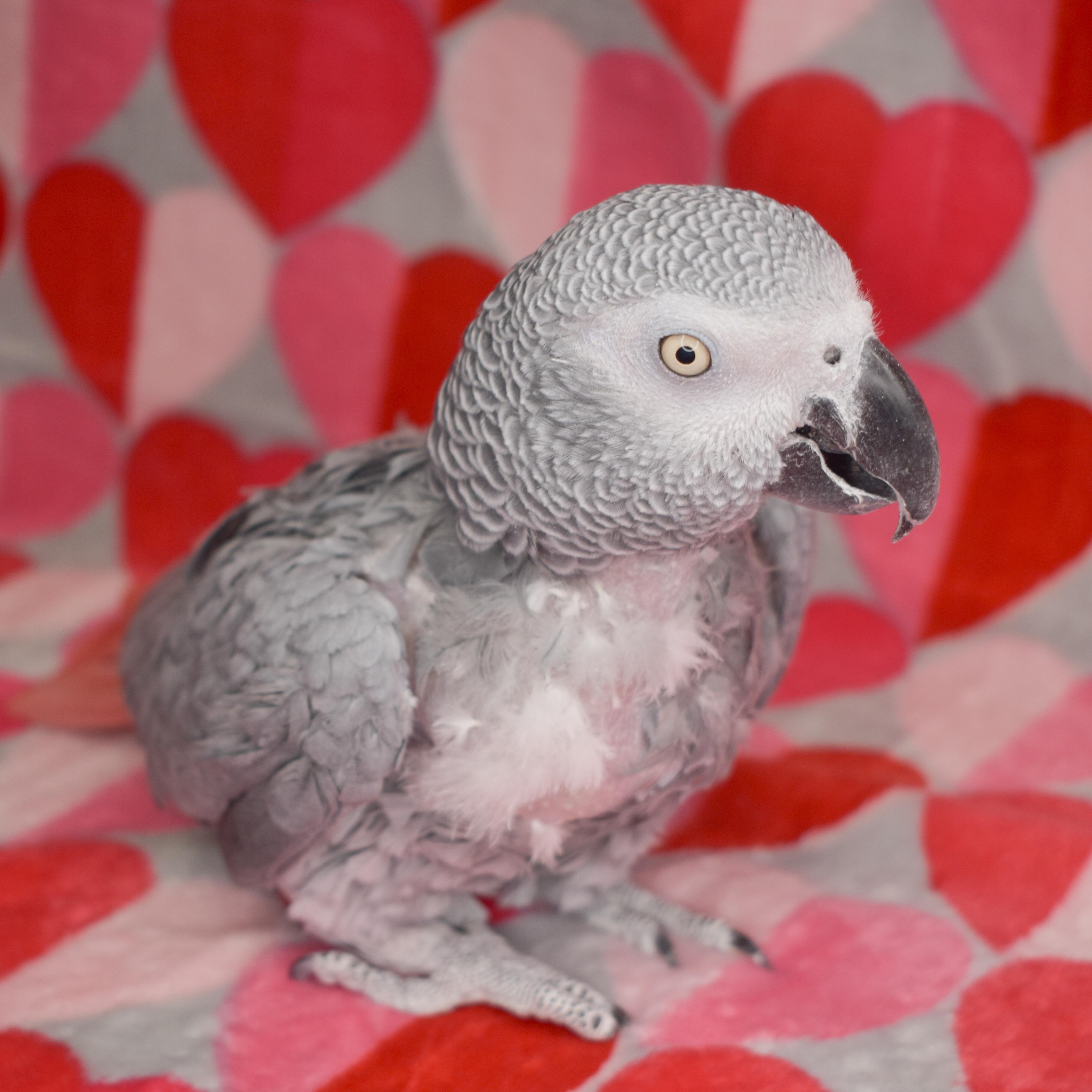 Enlarge Lacey, a Adoptable African Grey in Waukesha, WI image 1/6
