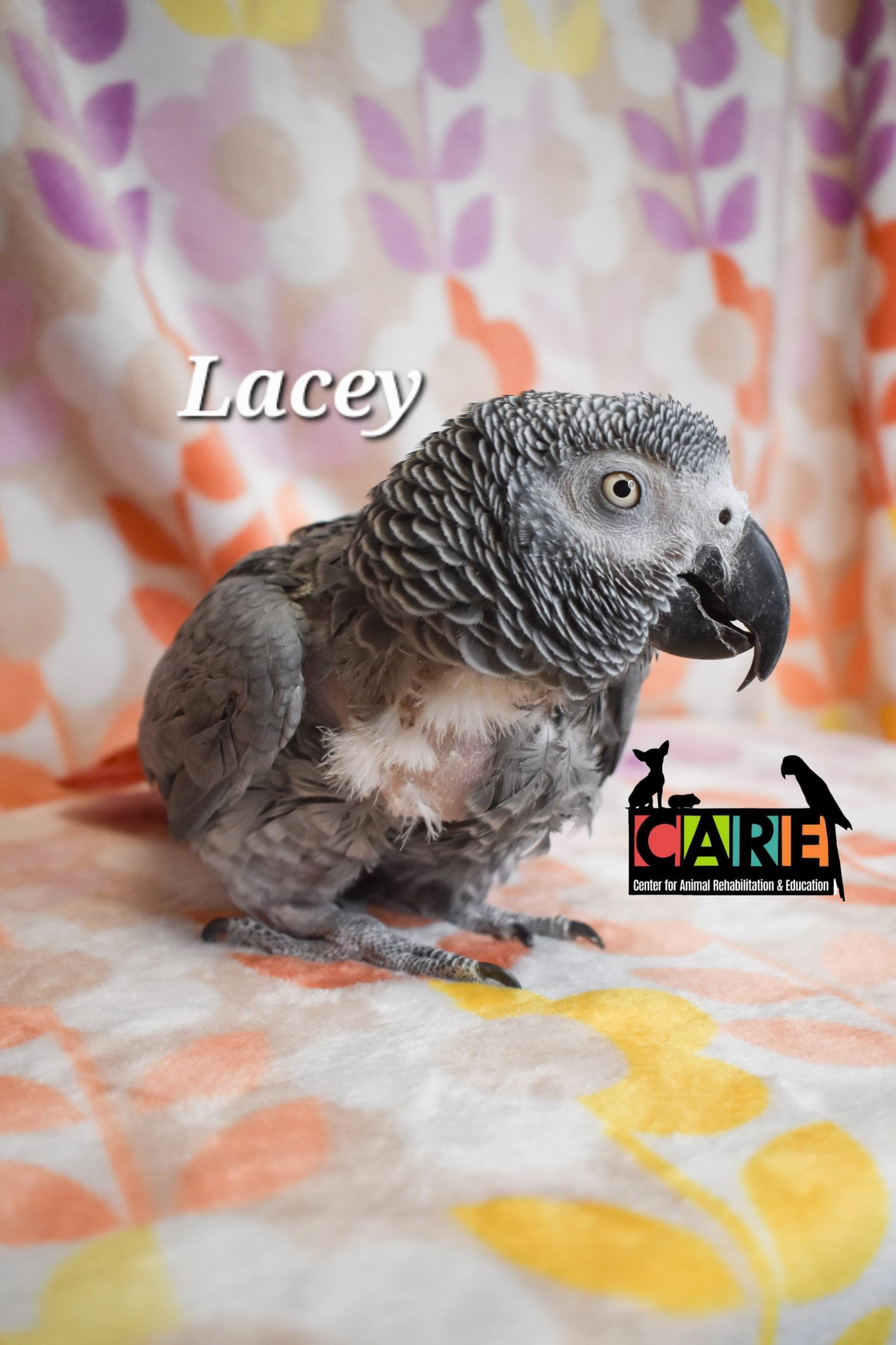 Enlarge Lacey, a Adoptable African Grey in Waukesha, WI image 2/4