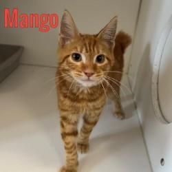 Mango, adopted, Young Male Domestic Short Hair.