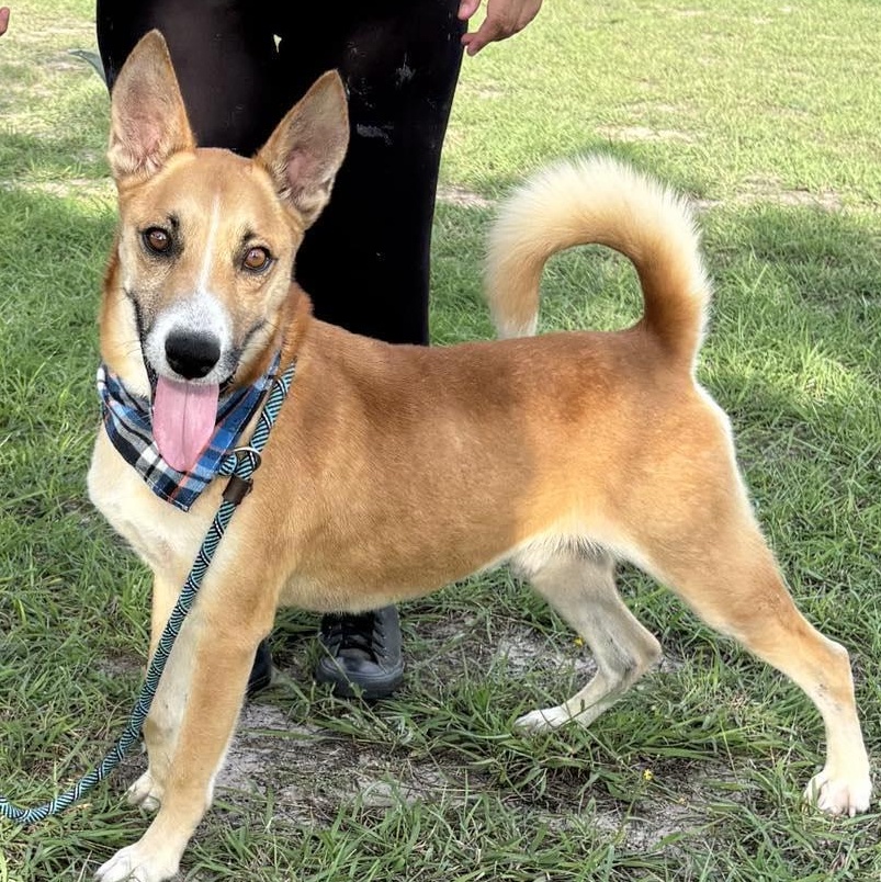 Flako — thumbnail 2