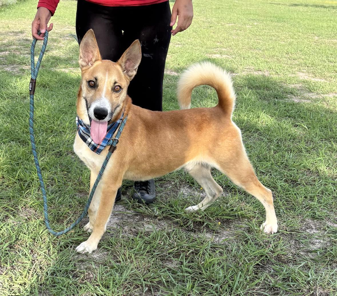 Flako, an adoptable Husky in Sagle, ID, 83860 | Photo Image 2