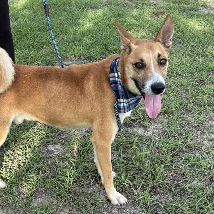 Flako — thumbnail 4