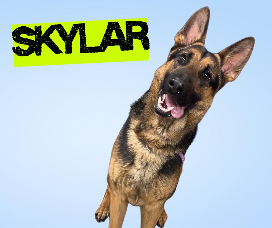 Skylar, adoptable, Young Male German Shepherd Dog.