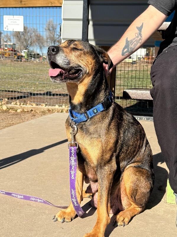 Miriam Dom, Adoptable, Adult Female Pit Bull Terrier & Shepherd.