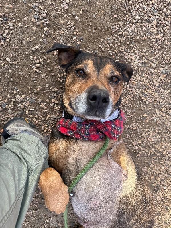 Enlarge Miriam Dom, a Adoptable mixed breed in Fort Collins, CO image 3/6