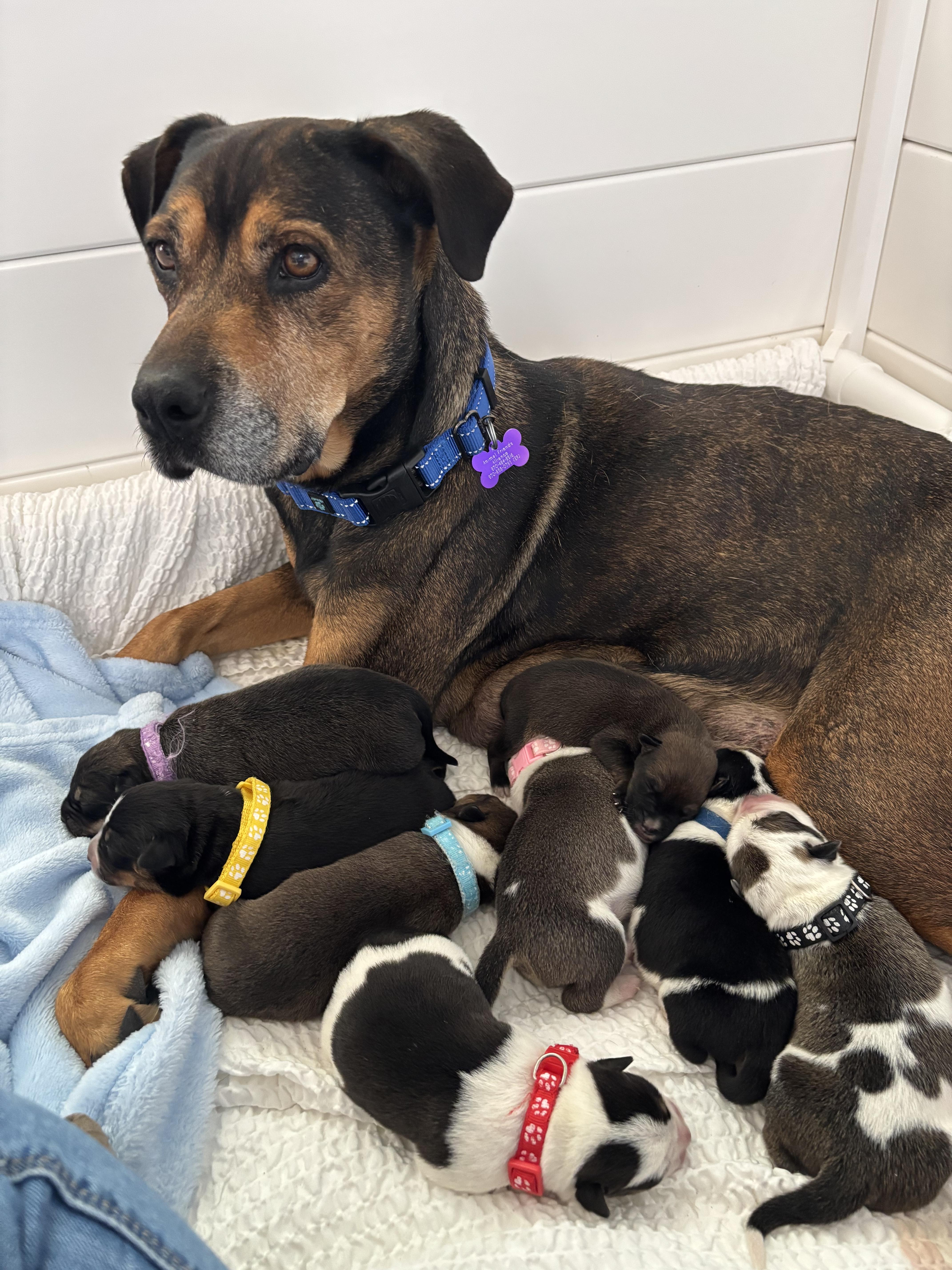 Enlarge Miriam Dom, a Adoptable mixed breed in Fort Collins, CO image 4/6