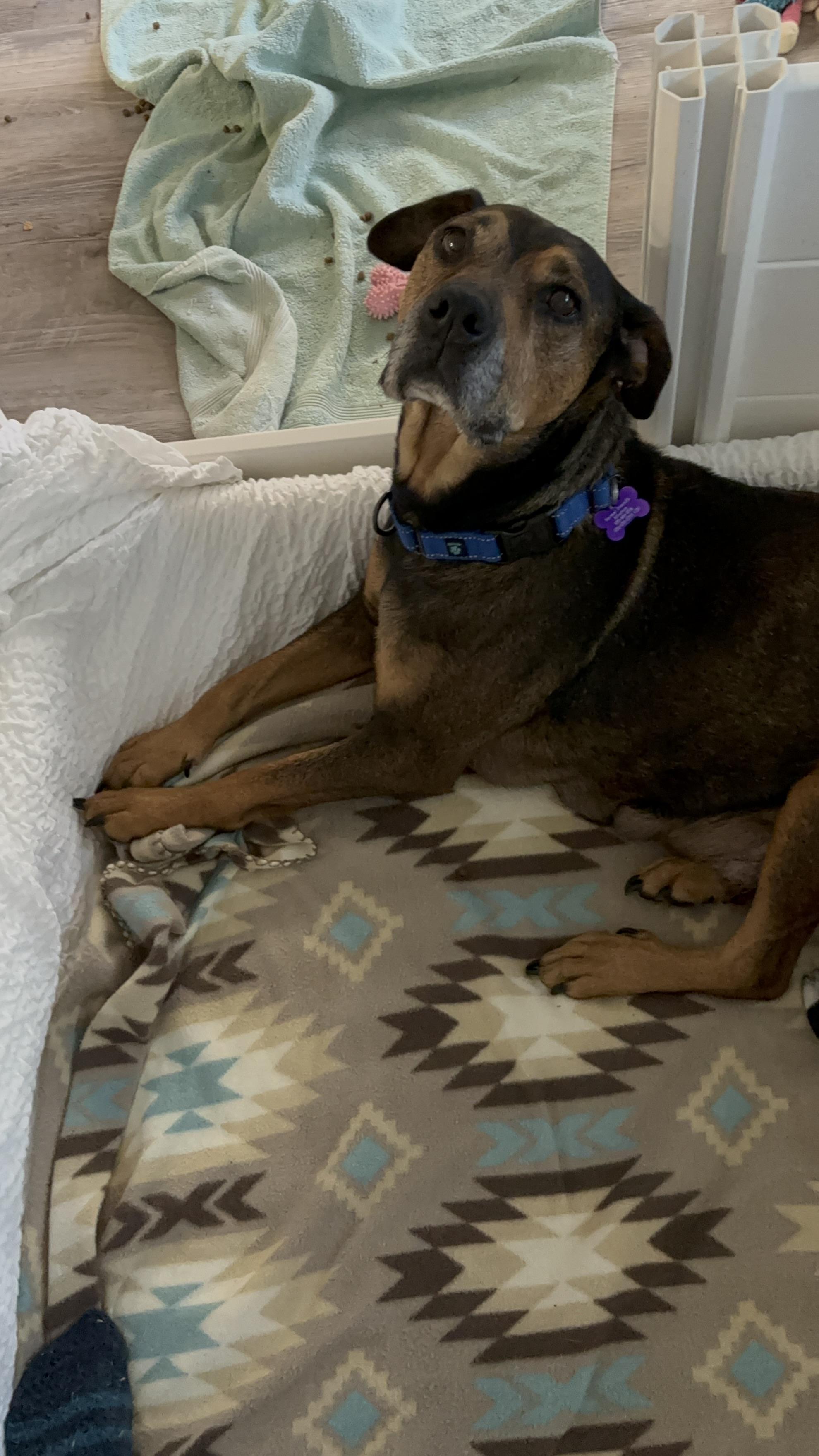 Enlarge Miriam Dom, a Adoptable mixed breed in Fort Collins, CO image 5/6