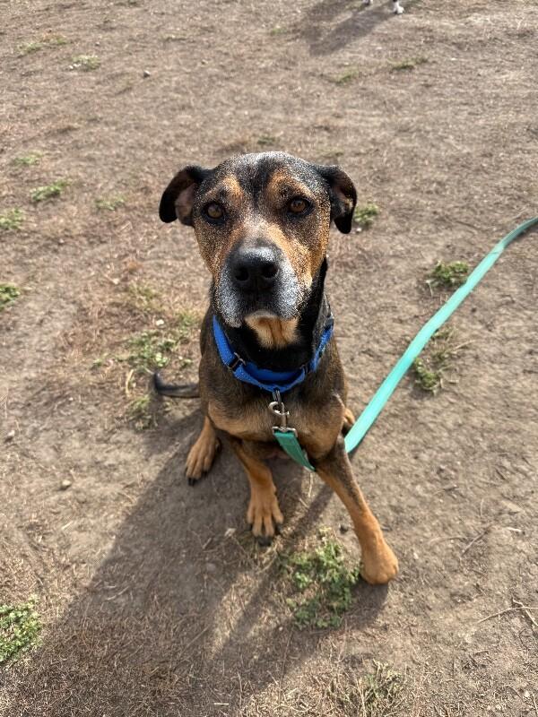 Enlarge Miriam Dom, a Adoptable mixed breed in Fort Collins, CO image 6/6