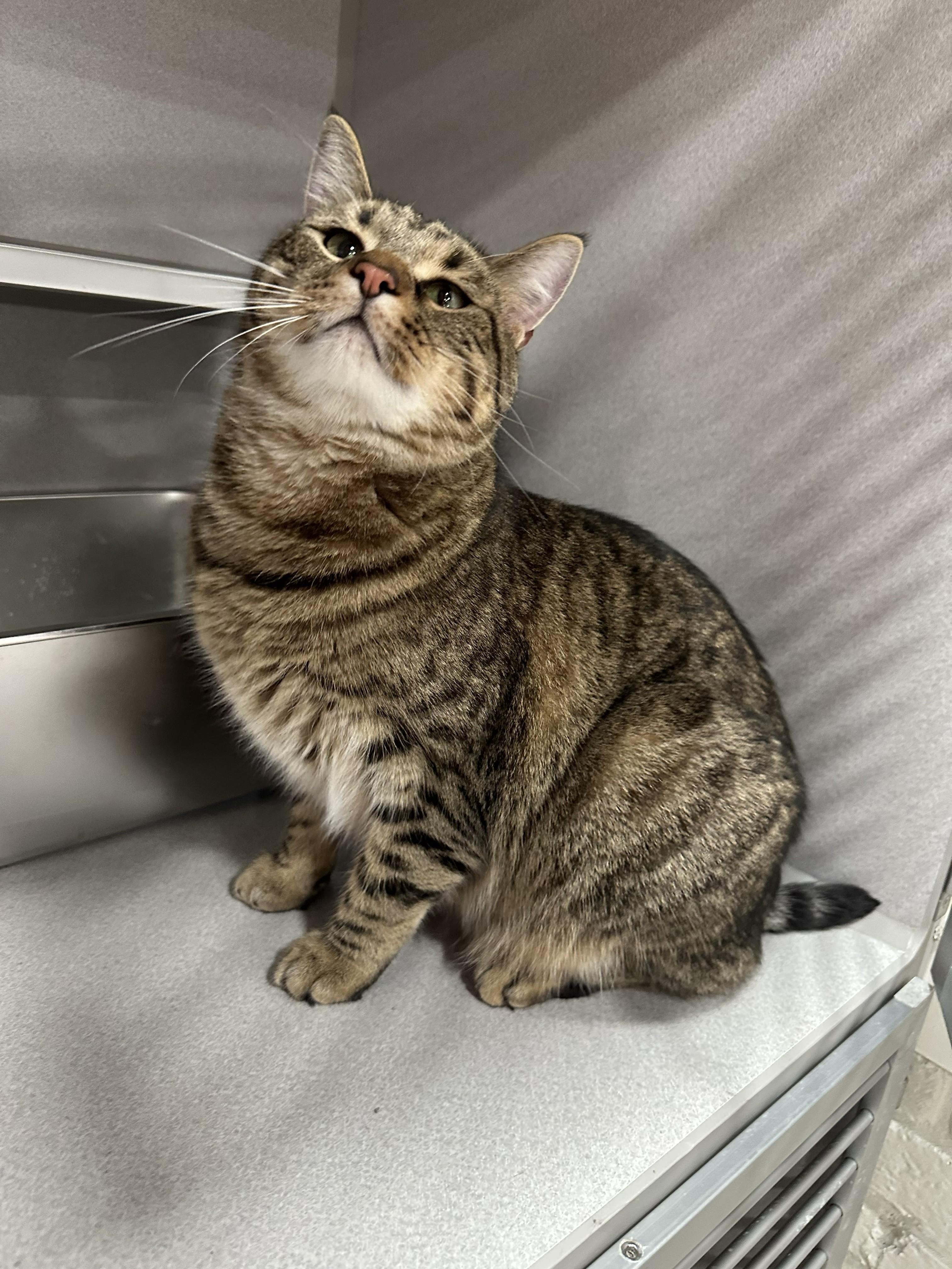 Enlarge Quince, a Adoptable Domestic Short Hair in Webster City, IA image 1/1