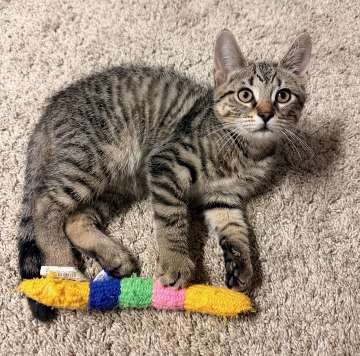Enlarge Sparrow, May the Purr Be with You, a Adoptable mixed breed in Reynoldsburg, OH image 2/5