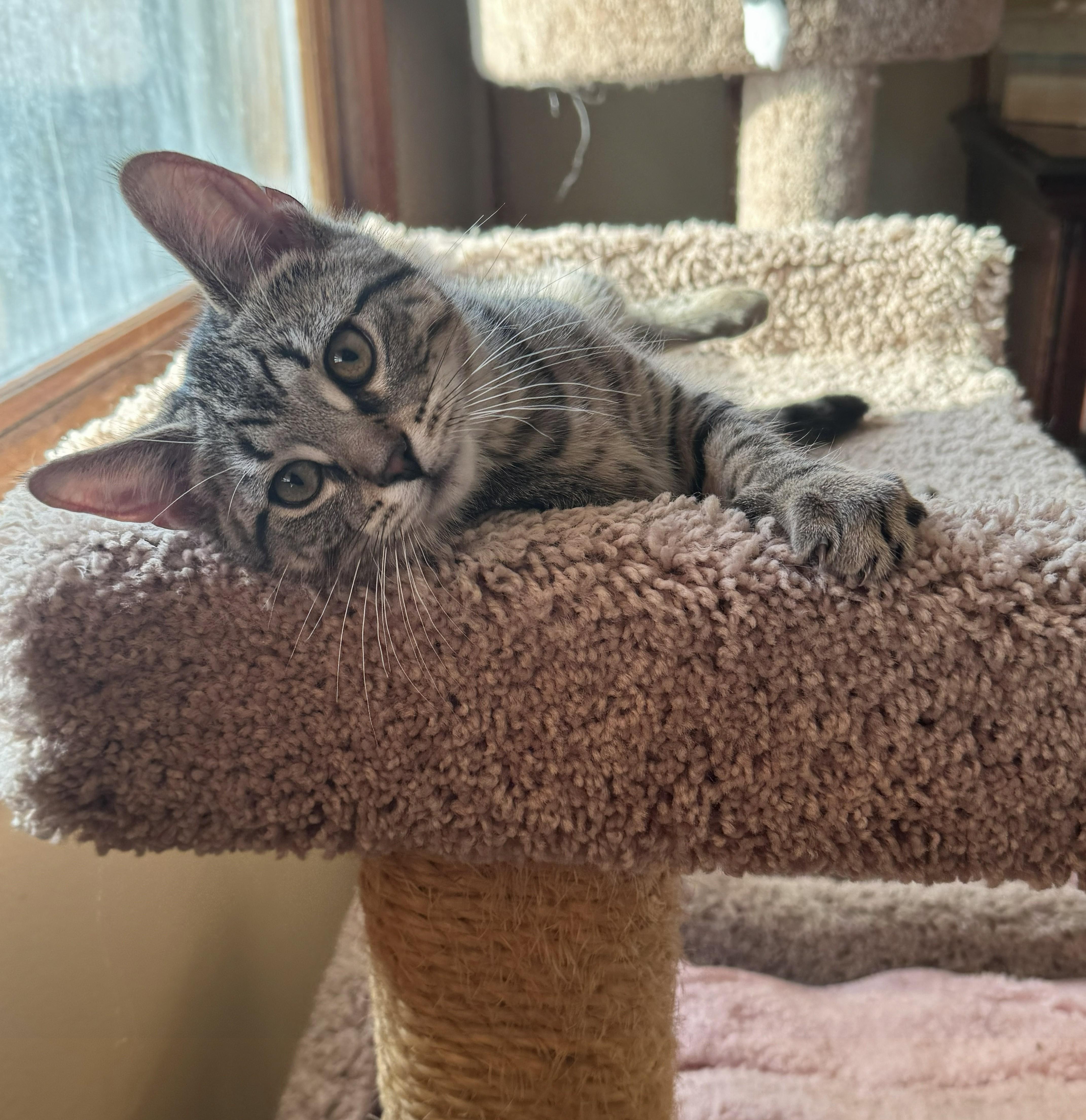 Sparrow, May the Purr Be with You, Adoptable, Kitten Male American Shorthair & Tabby.