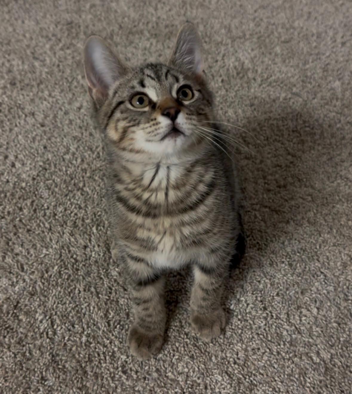 Enlarge Sparrow, May the Purr Be with You, a Adoptable mixed breed in Reynoldsburg, OH image 4/5