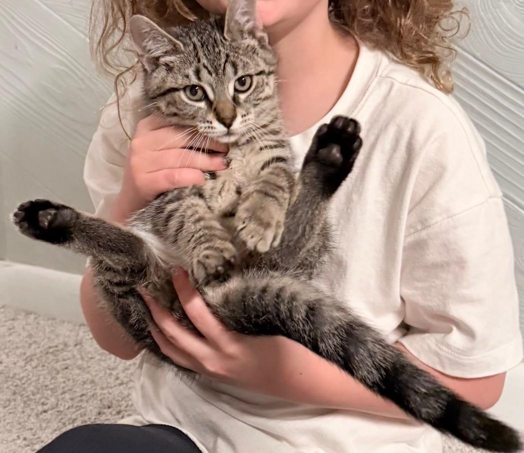 Enlarge Sparrow, May the Purr Be with You, a Adoptable mixed breed in Reynoldsburg, OH image 3/5