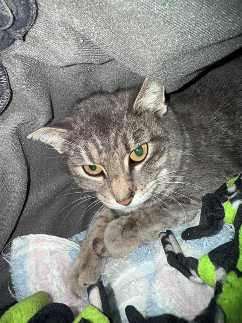 SHADOW, Adoptable, Young Female Domestic Short Hair.