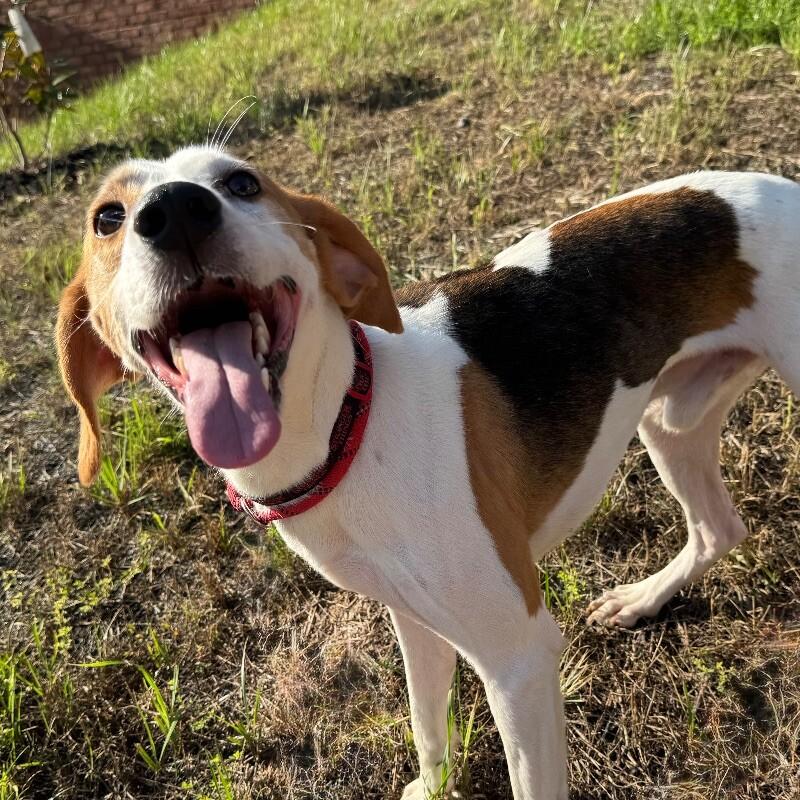 Soar, Adoptable, Adult Male Hound.