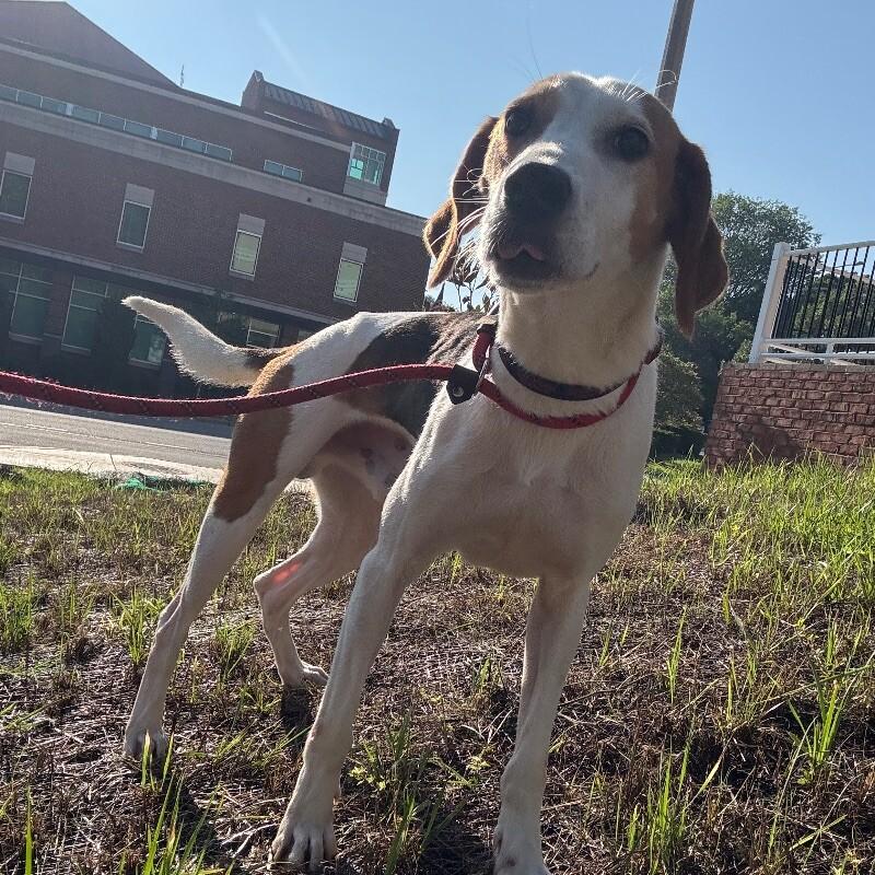 Soar, Adoptable, Adult Male Hound.